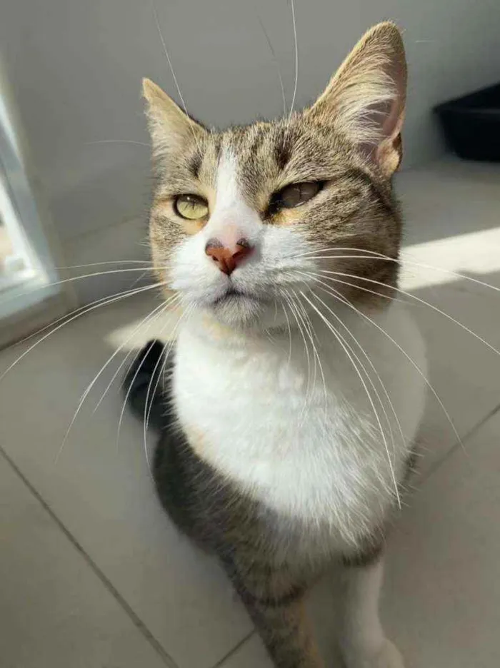 Gato ra a Srd idade 2 anos nome Lara