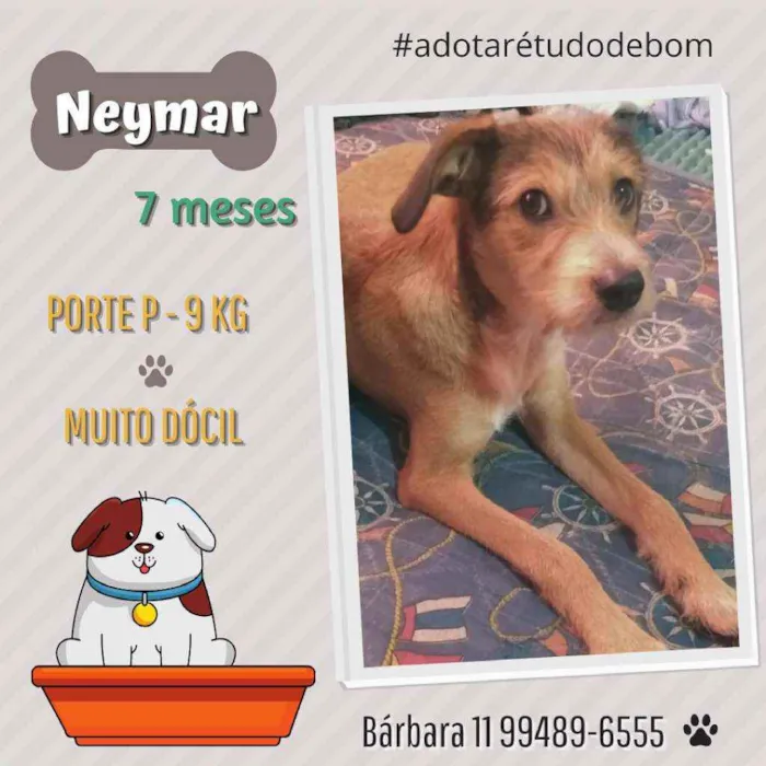 Cachorro raça Srd idade 7 a 11 meses nome Neymar 