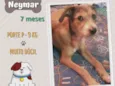 Cachorro raça Srd idade 7 a 11 meses nome Neymar 