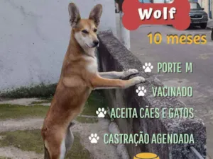 Cachorro raça Srd idade 7 a 11 meses nome Wolf