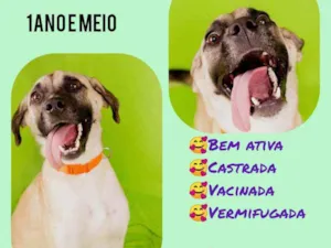 Cachorro raça Srd idade 1 ano nome Lola