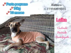 Cachorro raça Srd idade 7 a 11 meses nome Laika
