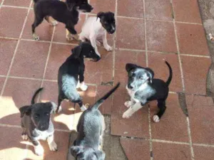 Cachorro raça Viralsta misturado idade 2 a 6 meses nome Sem nomes