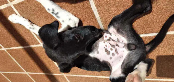 Cachorro ra a Viralsta misturado idade 2 a 6 meses nome Sem nomes