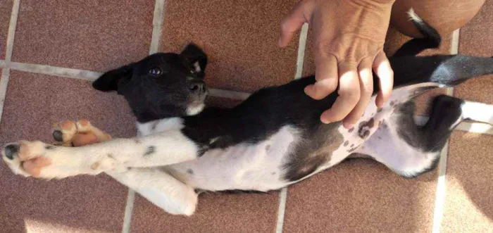 Cachorro ra a Viralsta misturado idade 2 a 6 meses nome Sem nomes