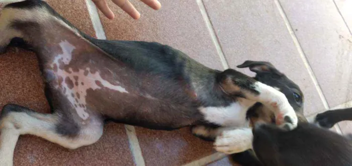 Cachorro ra a Viralsta misturado idade 2 a 6 meses nome Sem nomes