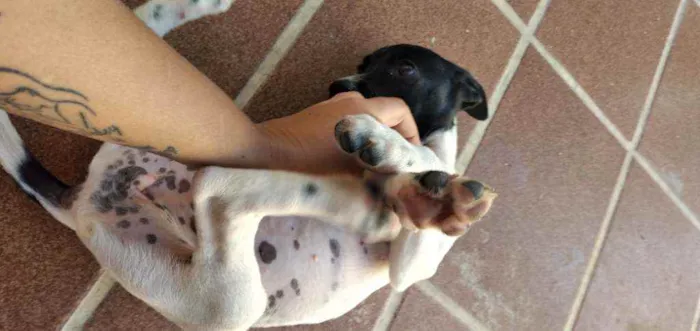 Cachorro ra a Viralsta misturado idade 2 a 6 meses nome Sem nomes