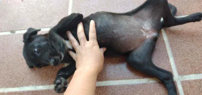 Cachorro ra a Viralsta misturado idade 2 a 6 meses nome Sem nomes