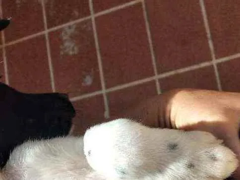 Cachorro ra a Viralsta misturado idade 2 a 6 meses nome Sem nomes