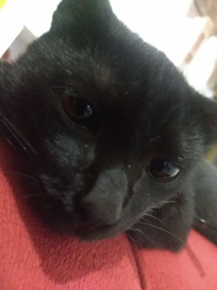 Gato raça Preta idade 3 anos nome Mia