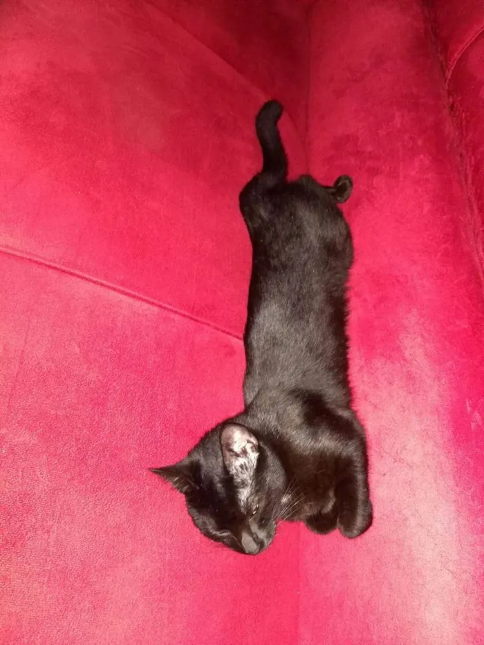 Gato raça Preta idade 3 anos nome Mia