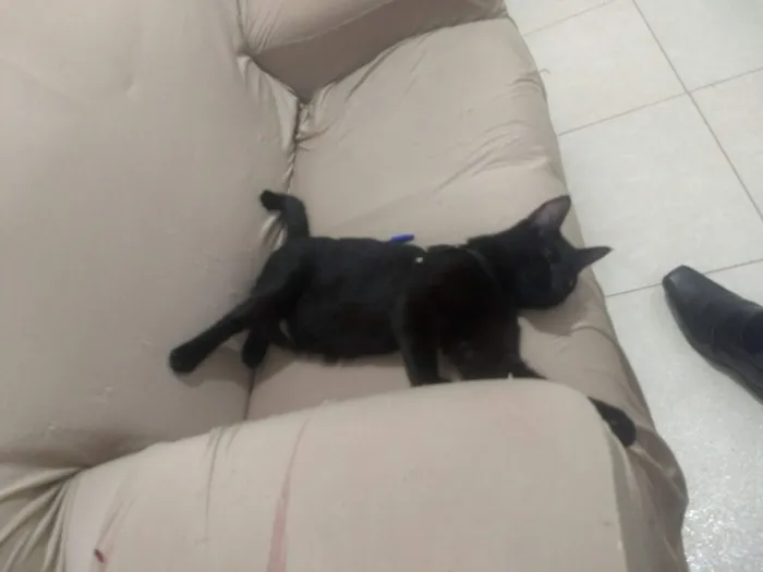 Gato raça Preta idade 3 anos nome Mia