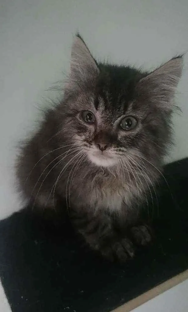 Gato raça Srd idade 2 a 6 meses nome Frederico