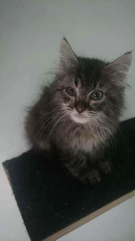 Gato raça Srd idade 2 a 6 meses nome Frederico