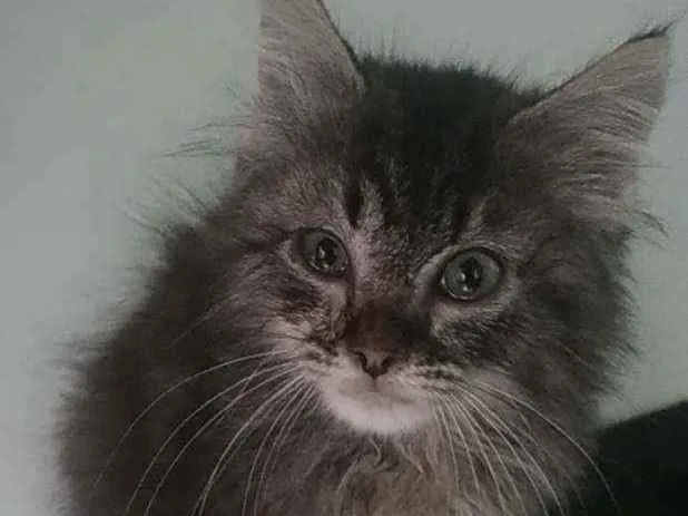 Gato raça Srd idade 2 a 6 meses nome Frederico