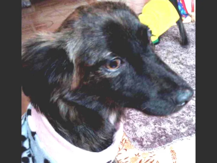 Cachorro raça Srd idade 1 ano nome Brisa 