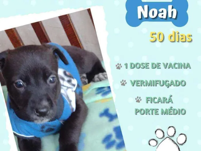 Cachorro ra a Srd idade Abaixo de 2 meses nome Noah
