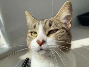 Gato raça Srd idade 2 anos nome Lara