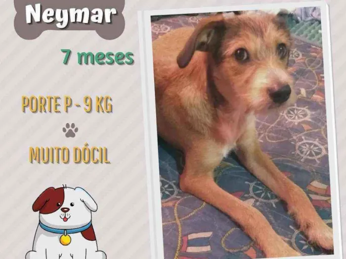 Cachorro ra a Srd idade 7 a 11 meses nome Neymar 