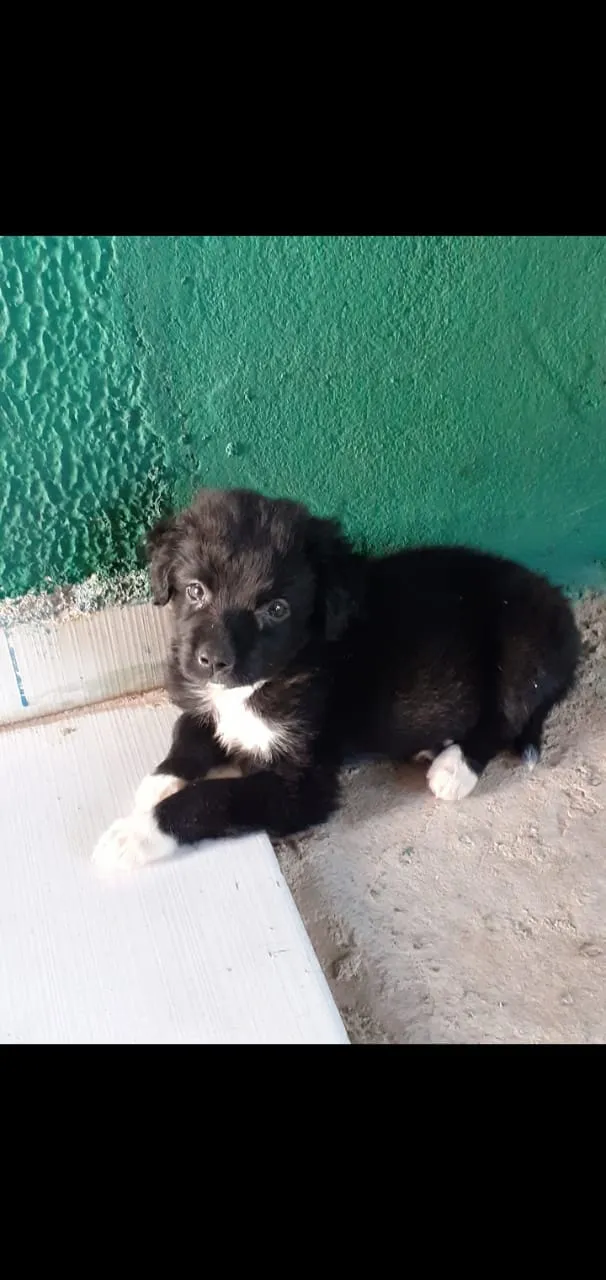 Cachorro ra a  idade 2 a 6 meses nome Blade