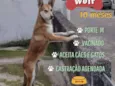 Cachorro raça Srd idade 7 a 11 meses nome Wolf