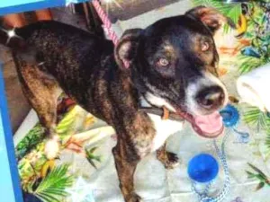 Cachorro raça Srd idade 2 anos nome Fred