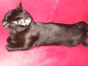 Gato raça Preta idade 3 anos nome Mia