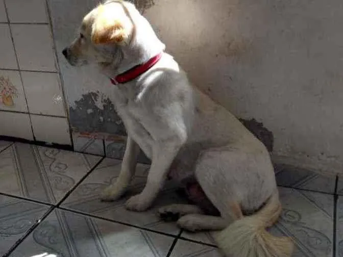 Cachorro ra a Viralata idade 1 ano nome Bolinhq