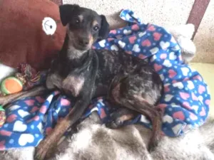 Cachorro raça SRD-ViraLata idade 2 a 6 meses nome Bebel 