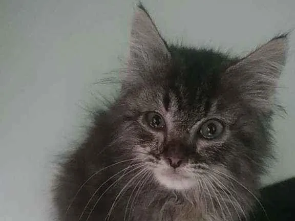 Gato raça Srd idade 2 a 6 meses nome Frederico