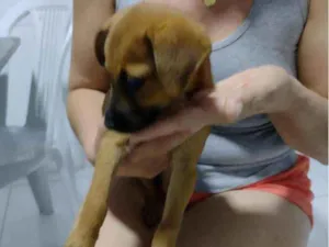 Cachorro raça Vira latas idade Abaixo de 2 meses nome Cao