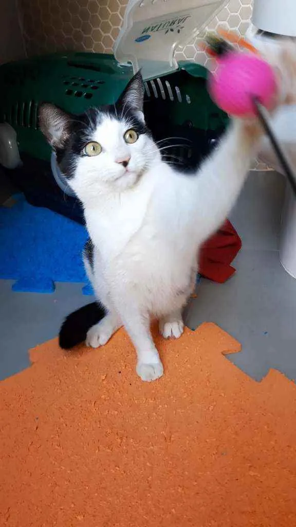 Gato ra a S.R.D. idade 7 a 11 meses nome Guta