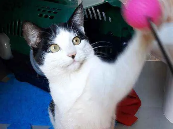 Gato ra a S.R.D. idade 7 a 11 meses nome Guta