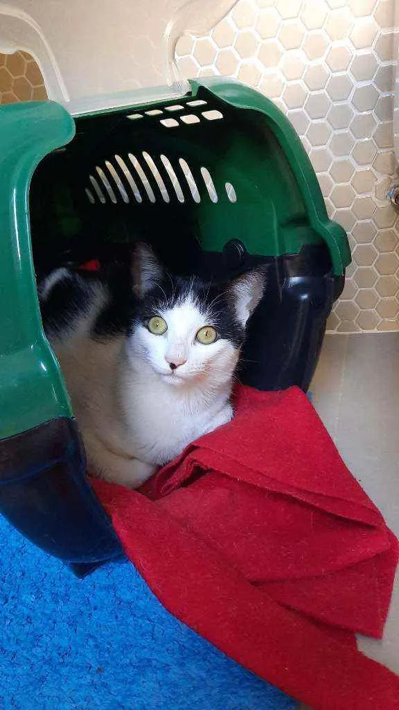 Gato ra a S.R.D. idade 7 a 11 meses nome Guta