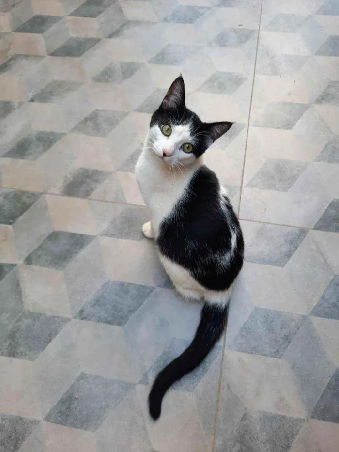 Gato ra a S.R.D. idade 7 a 11 meses nome Guta