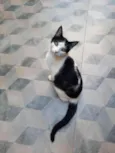 Guta