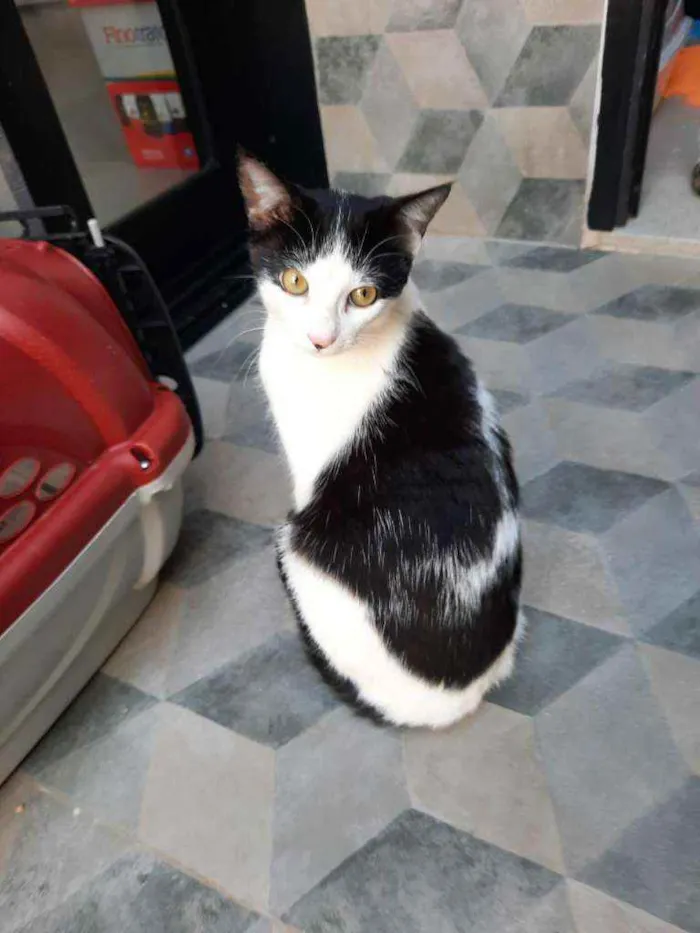 Gato ra a S.R.D. idade 7 a 11 meses nome Guta