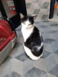 Guta