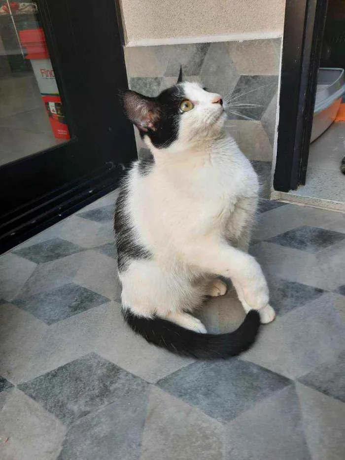 Gato ra a S.R.D. idade 7 a 11 meses nome Guta