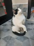 Guta