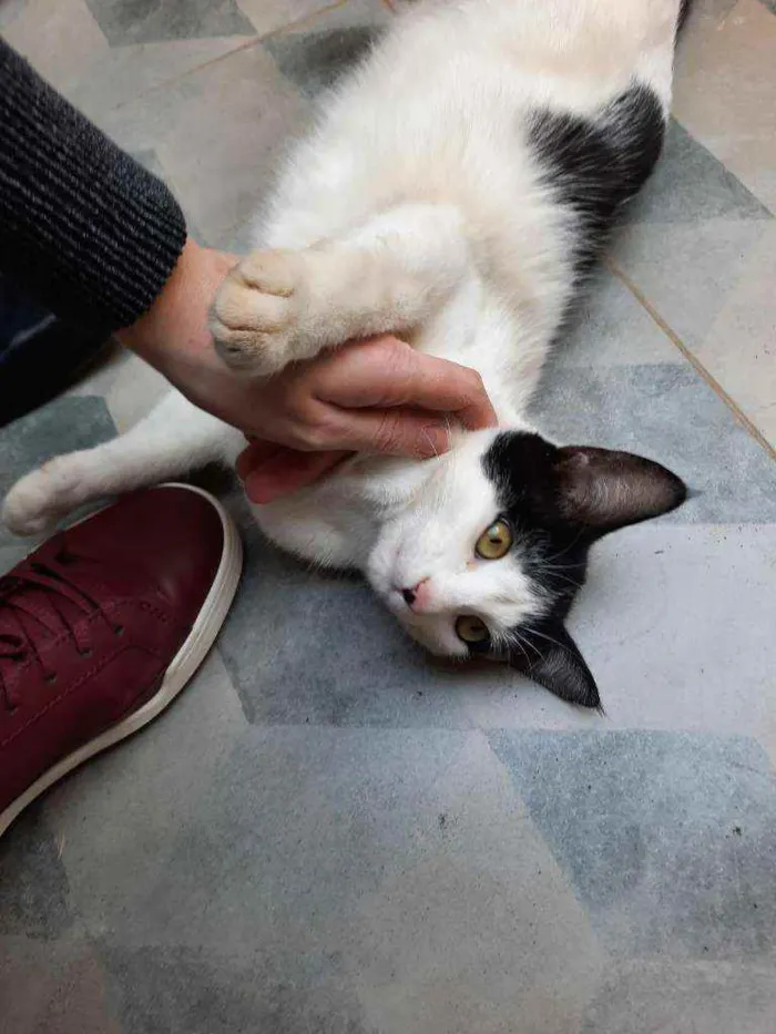 Gato ra a S.R.D. idade 7 a 11 meses nome Guta