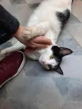 Guta