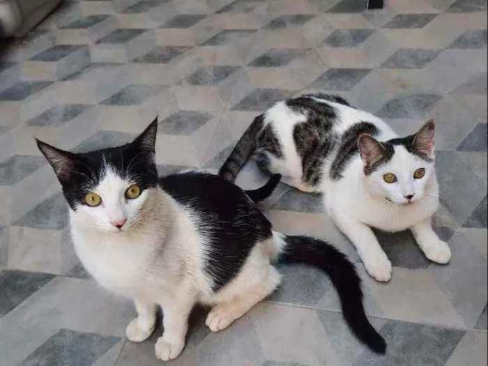 Gato ra a S.R.D. idade 7 a 11 meses nome Guta