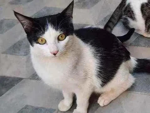 Gato ra a S.R.D. idade 7 a 11 meses nome Guta
