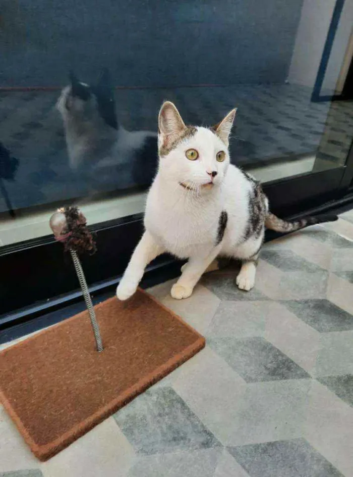 Gato ra a S.R.D. idade 2 a 6 meses nome Cowboy