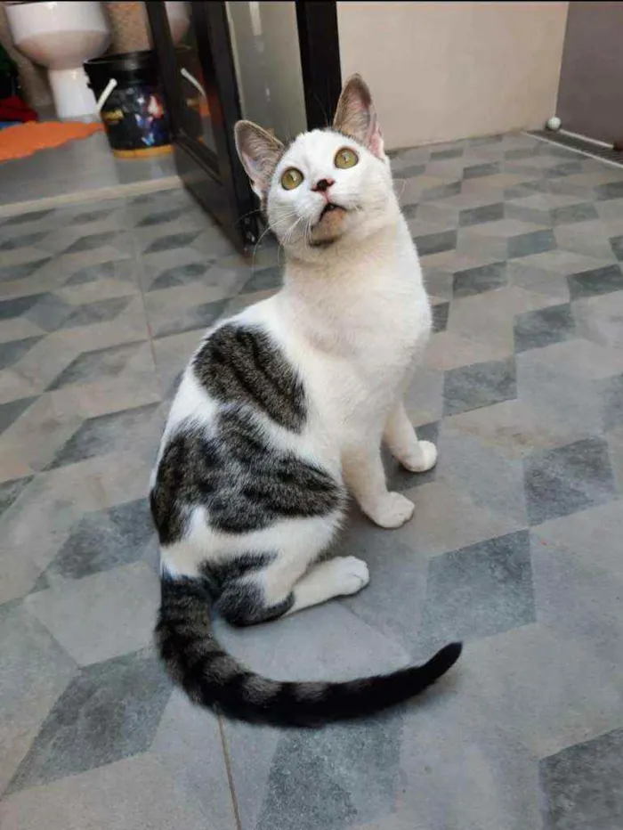 Gato ra a S.R.D. idade 2 a 6 meses nome Cowboy