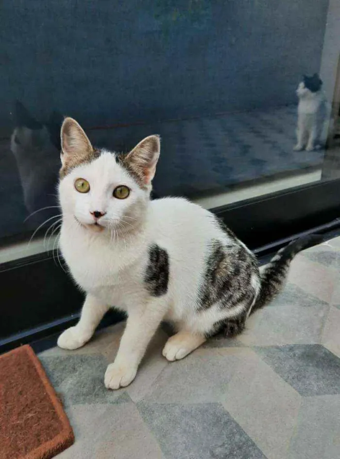 Gato ra a S.R.D. idade 2 a 6 meses nome Cowboy