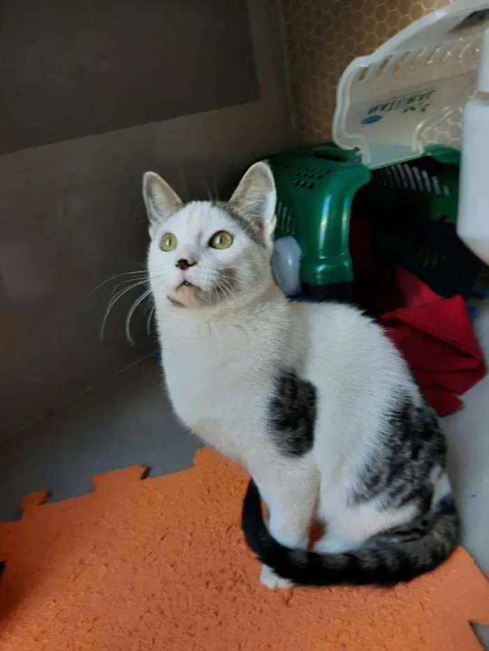 Gato ra a S.R.D. idade 2 a 6 meses nome Cowboy