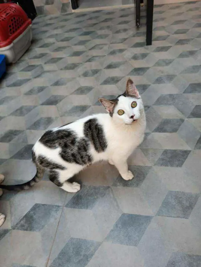 Gato ra a S.R.D. idade 2 a 6 meses nome Cowboy