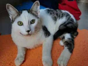 Gato raça S.R.D. idade 2 a 6 meses nome Cowboy